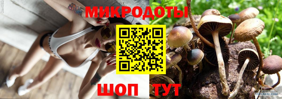 Псилоцибиновые грибы Psilocybe Санкт-Петербург
